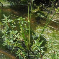 Bergia capensis L.